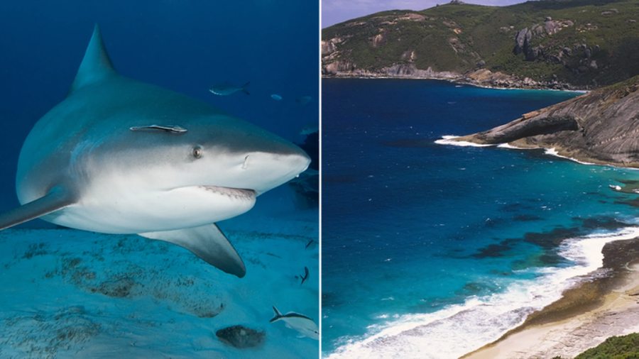 Spearfisherman Killed by Suspected 15-Foot Shark in Australia’s Third Fatal Attack in Less Than a Month Spearfisherman Killed by Suspected 15-Foot Shark in Australia’s Third Fatal Attack in Less Than a Month